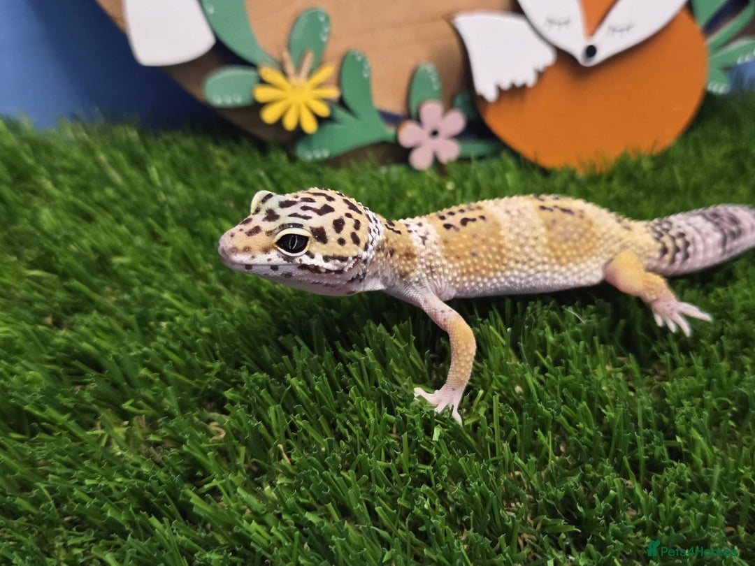 Gecko reptiles for sale: Baby Leopard Gecko Reptile  - Image 2