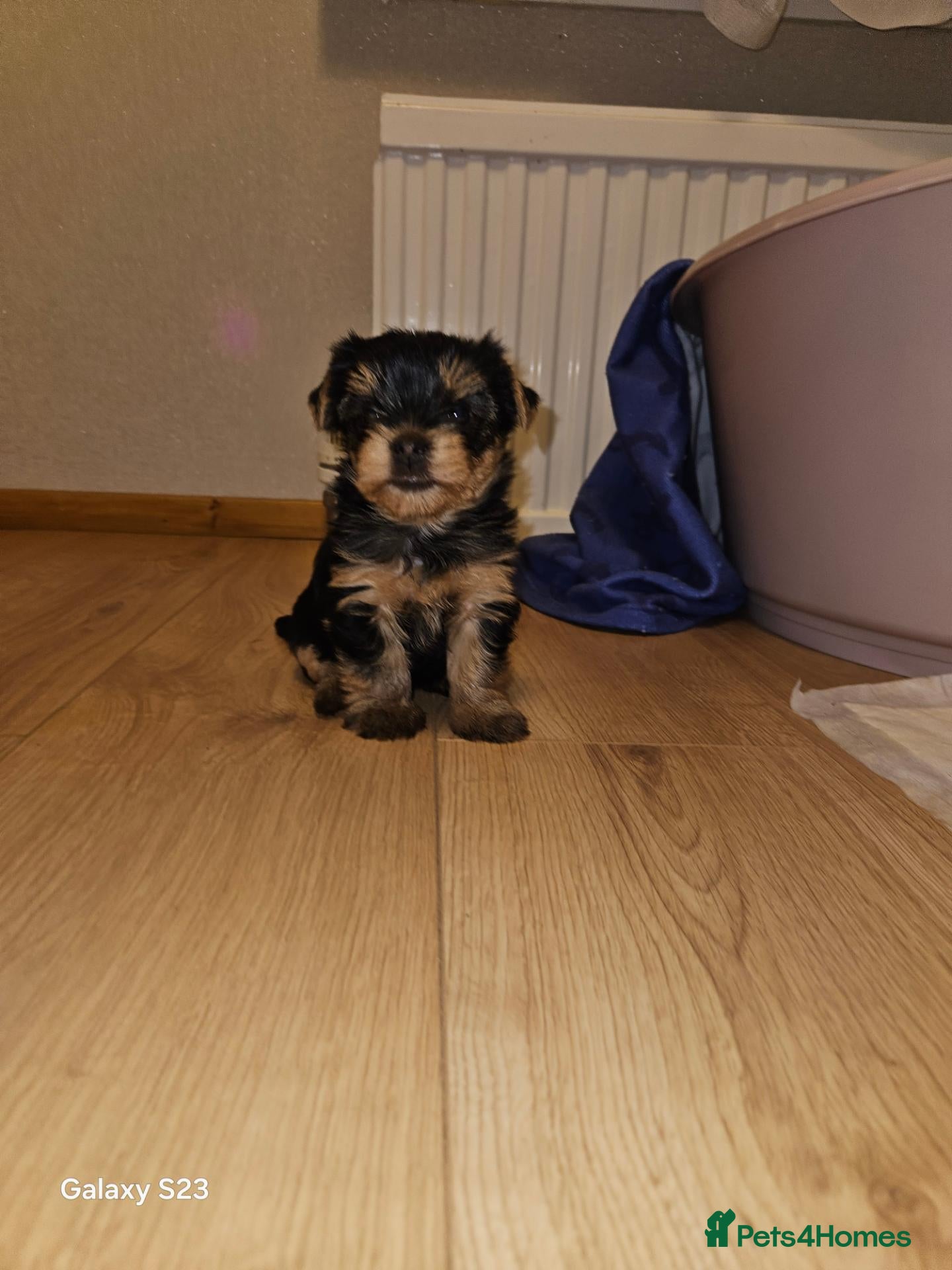 Yorkshire Terrier dogs Beautiful Yorkshire Terrier Puppy –Lola 🐾💗 - Advert 1