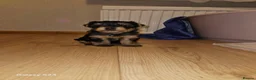 Yorkshire Terrier dogs for sale: Beautiful Yorkshire Terrier Puppy –Lola 🐾💗 - Advert 1