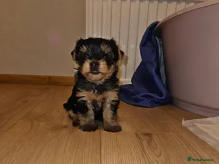 Yorkshire Terrier dogs Beautiful Yorkshire Terrier Puppy –Lola 🐾💗 - Advert 1