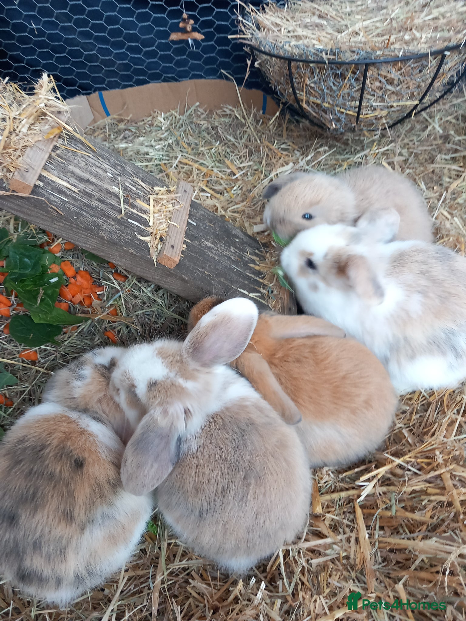 Mini Lop rabbits Mini Lop Bunnies - Advert 2