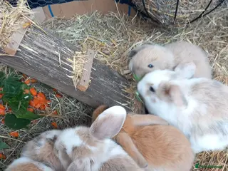 Mini Lop rabbits Mini Lop Bunnies - Advert 2