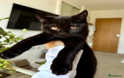 Scottish Fold cats for sale: Scottish fold and straight ear kittens in Harrow - Image 2