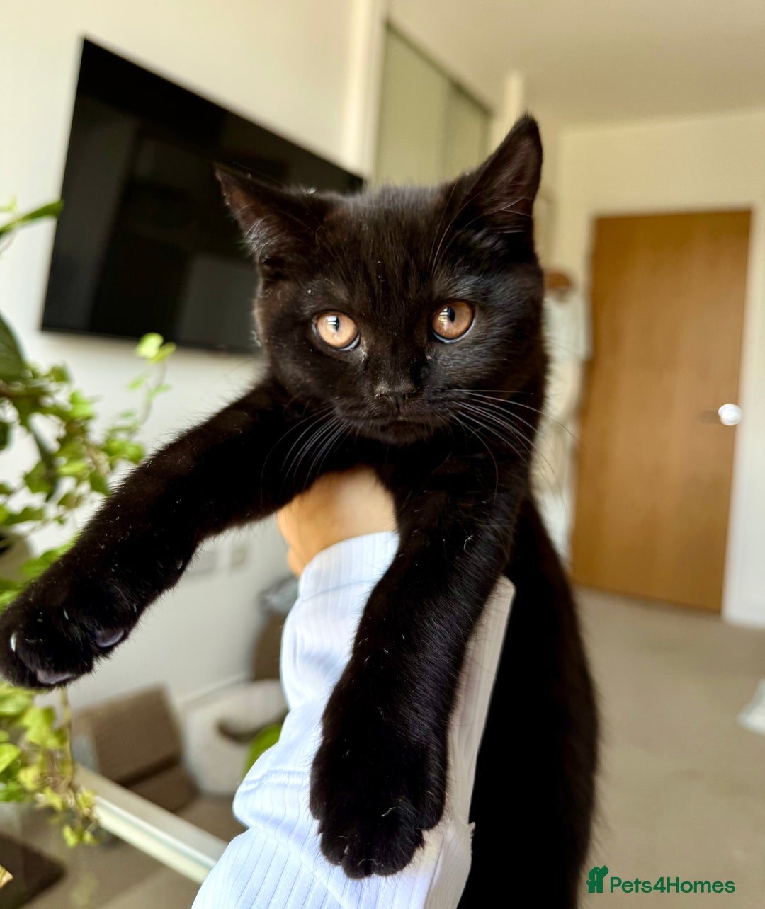 Scottish Fold cats for sale: Scottish fold and straight ear kittens in Harrow - Image 2