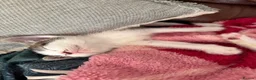 Mixed Breed cats for sale: Sphynx cross kittens  - Advert 6