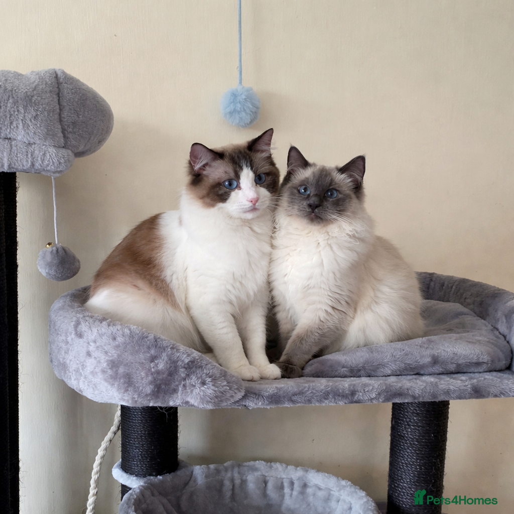 Ragdoll cats Stunning Blue Point Ragdoll - Advert 1