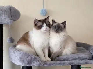 Ragdoll cats Stunning Blue Point Ragdoll - Advert 1