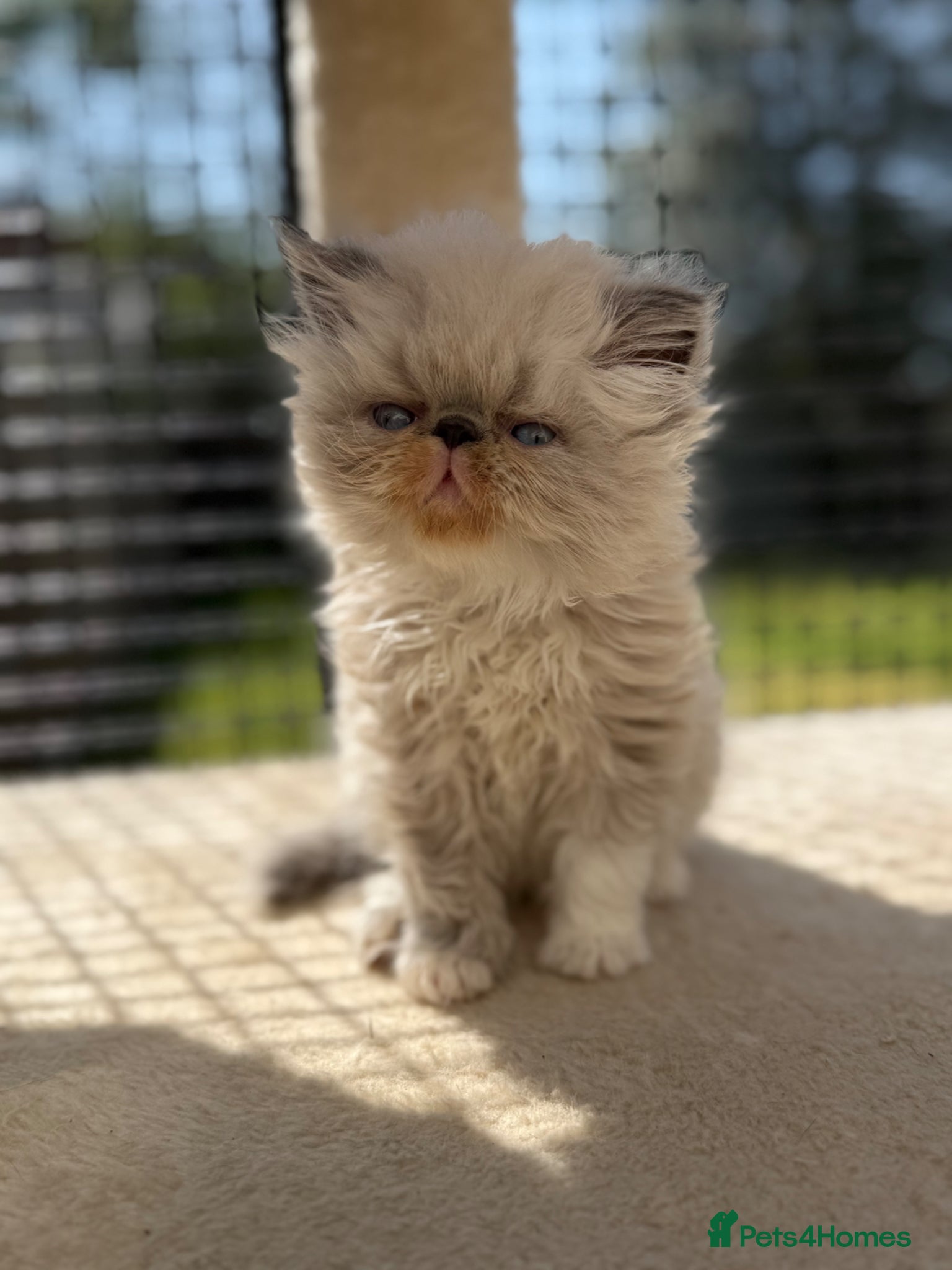Persian cats registered bicolour point Persian kittens 💙  - Advert 10