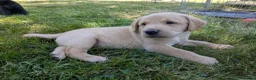 Labrador Retriever dogs for sale: Beautiful, happy Labrador puppies in Ledbury - Advert 5