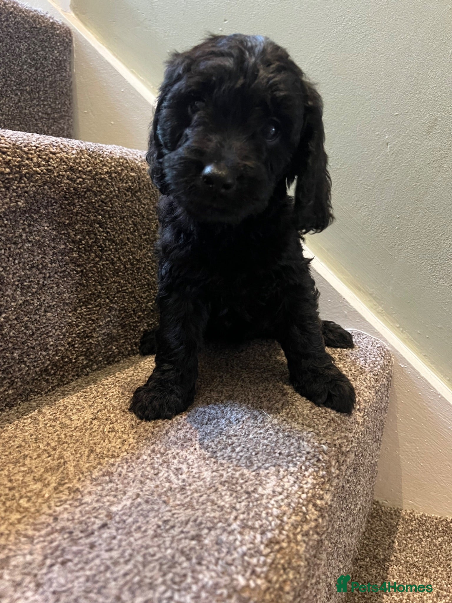 Cockapoo dogs Lovely litter of black F2 cockapoos  - Advert 1