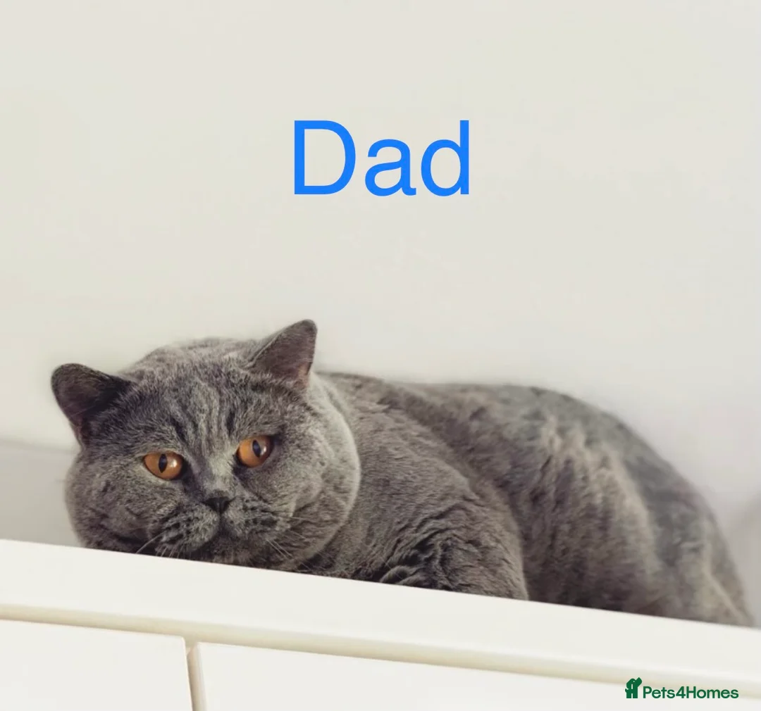 British Shorthair cats for sale: Pure Pedigree Lilac British Shorthair Boy - Advert 5