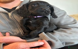 Cocker Spaniel dogs for sale: 3 boys left - Outstanding working cocker spaniels - Image 24