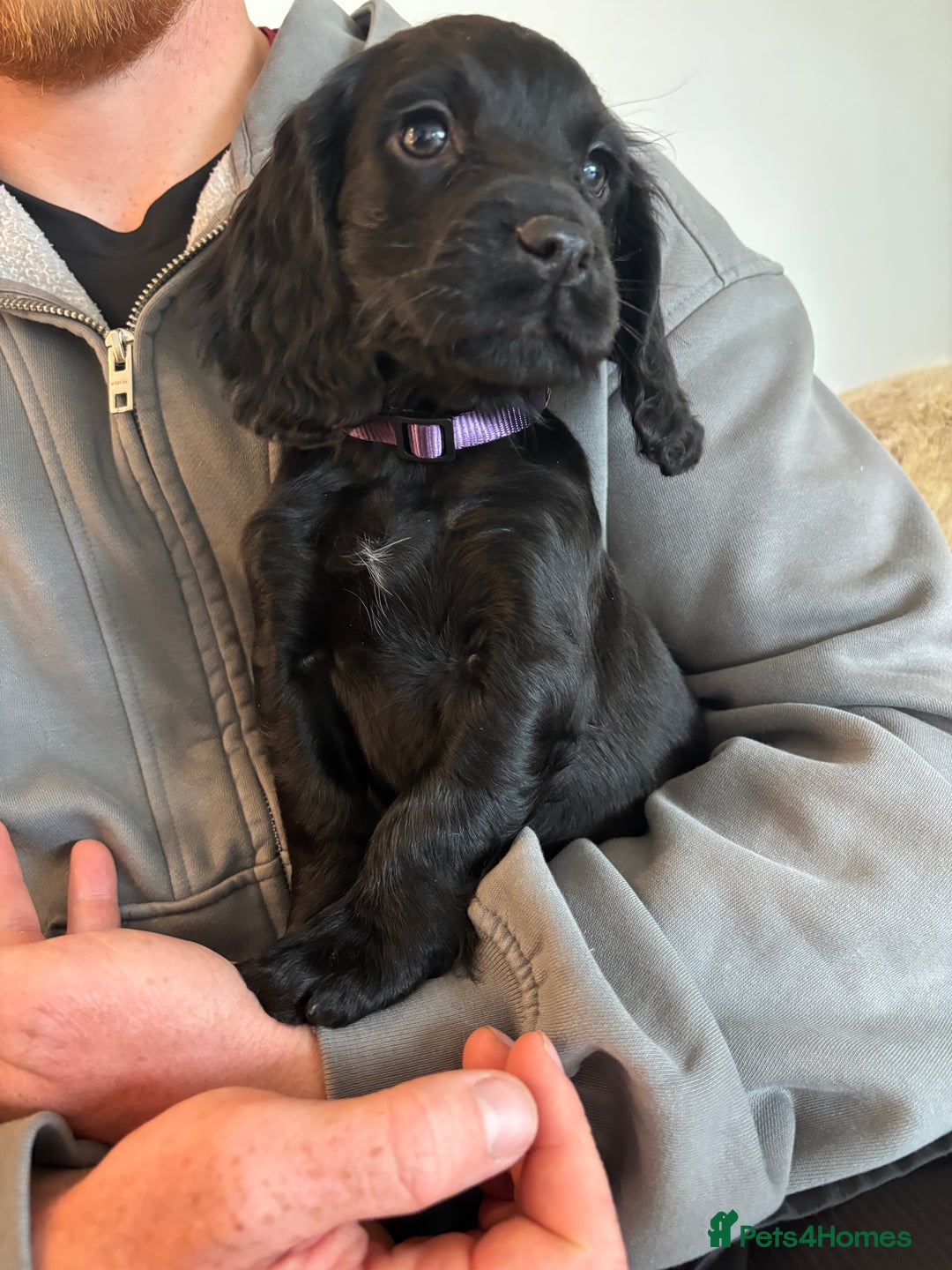 Cocker Spaniel dogs for sale: 3 boys left - Outstanding working cocker spaniels - Image 24