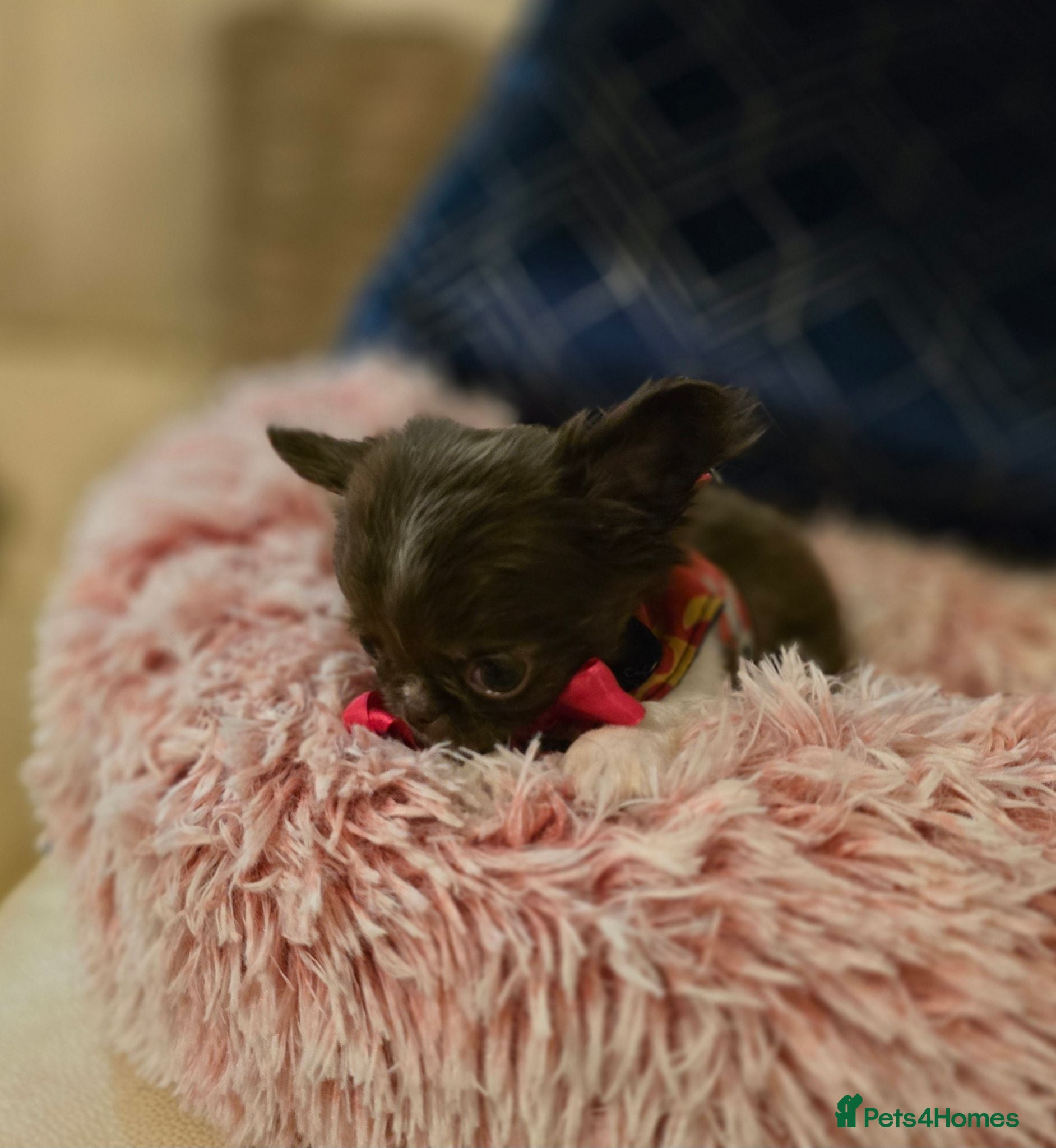 Chihuahua dogs XX quality chihuahua chocolate longcoat puppies XX - Advert 2