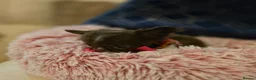 Chihuahua dogs for sale: XX quality chihuahua chocolate longcoat puppies XX - Advert 7