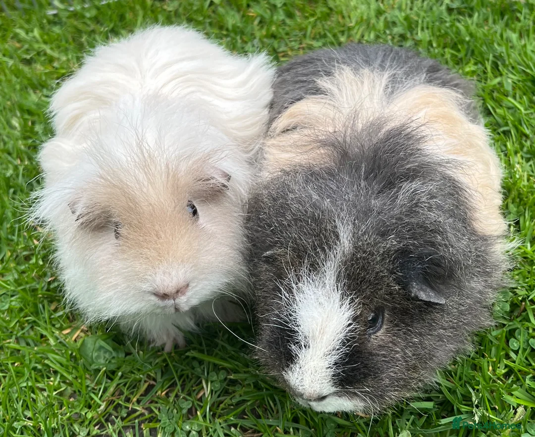 Guinea Pig rodents for sale: Guinea pigs.  - Advert 2