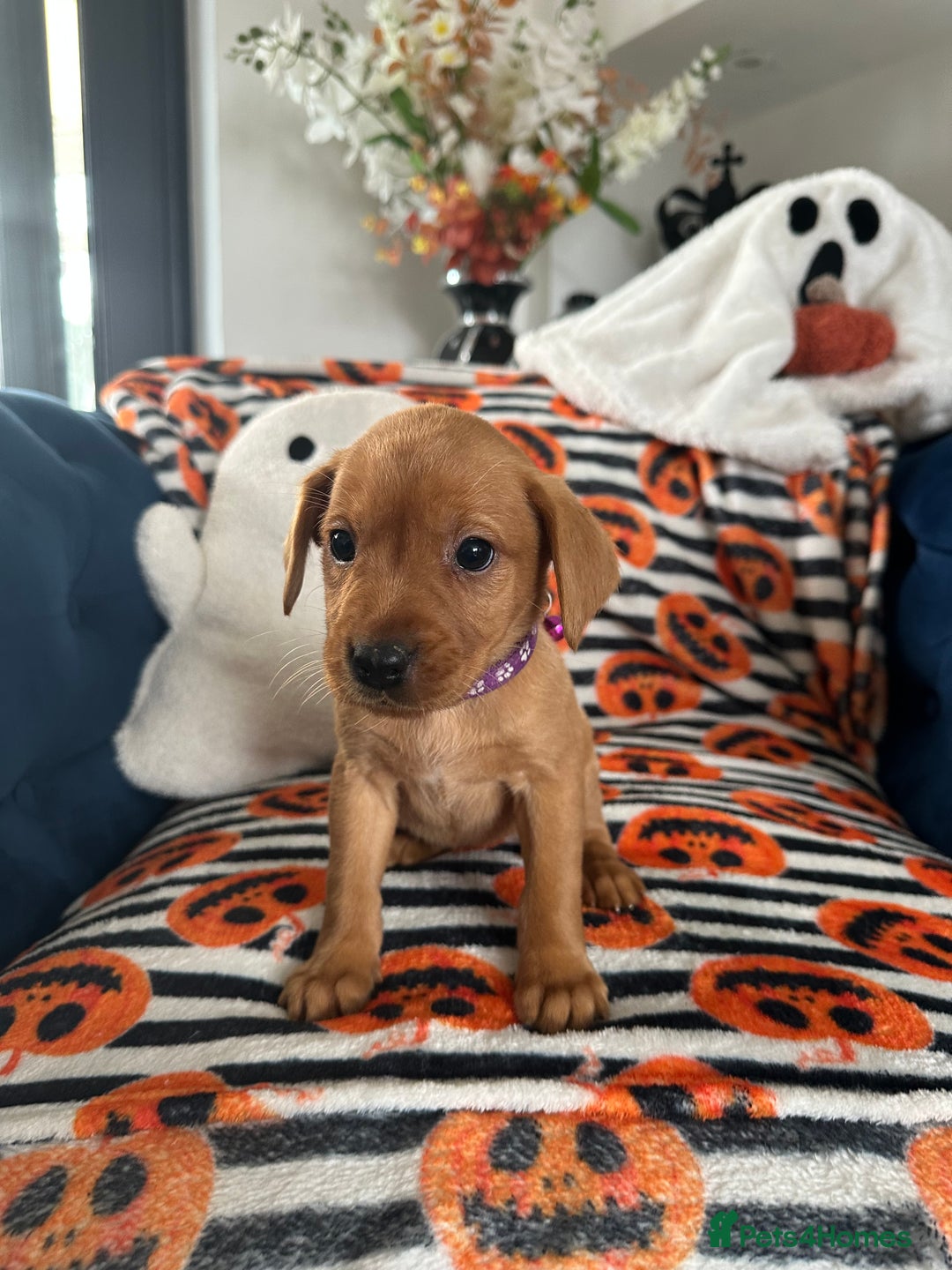 Labrador Retriever dogs for sale: Beautiful fox red Labrador pups - Image 7