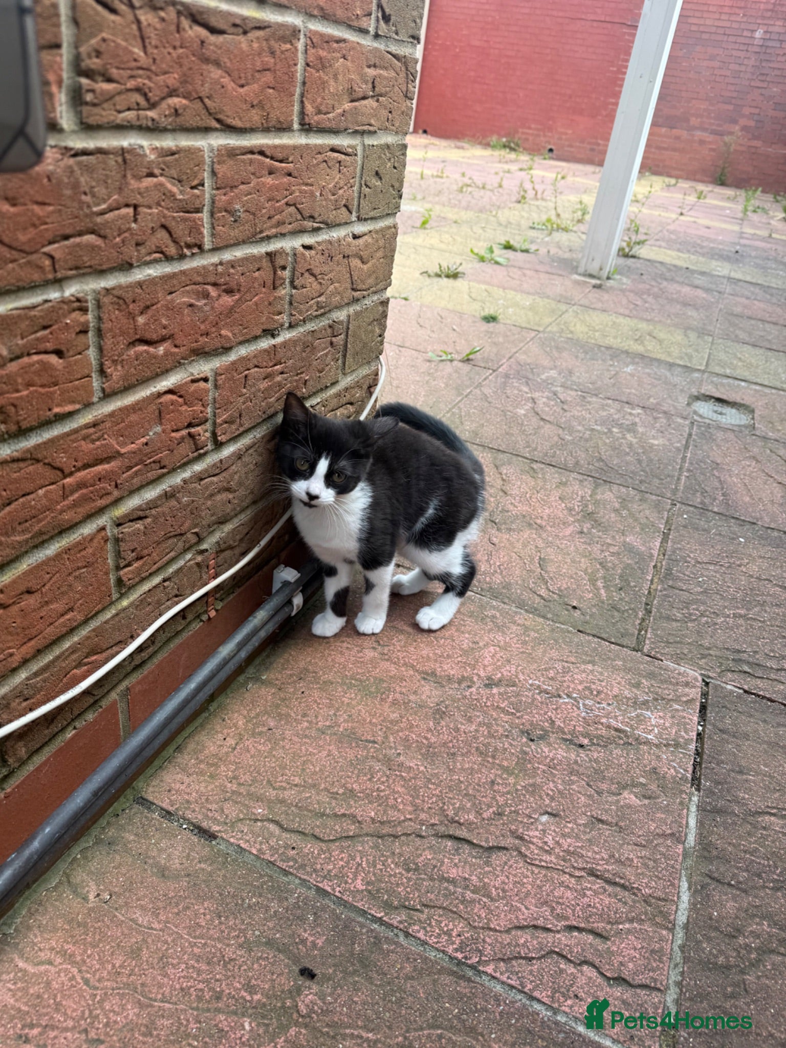 Mixed Breed cats mochi - Advert 1