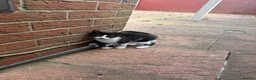 Mixed Breed cats for sale: mochi - Advert 1