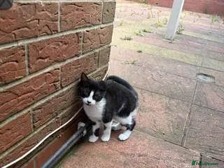 Mixed Breed cats mochi - Advert 1