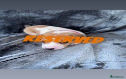 Mixed Breed dogs for sale: 2 MALEs LEFT. Ready to leave. Jack Russell cross - Image 10