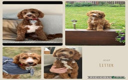 Cockapoo dogs for sale: 🌸Extensively health tested F1 Cockapoo’s🌸 - Image 7