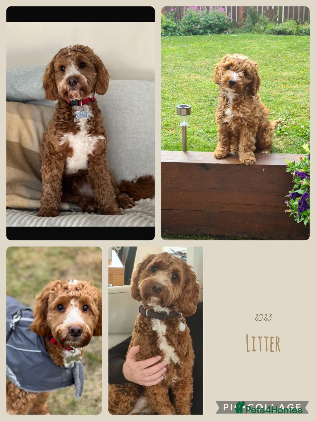 Cockapoo dogs for sale: 🌸Extensively health tested F1 Cockapoo’s🌸 - Image 7