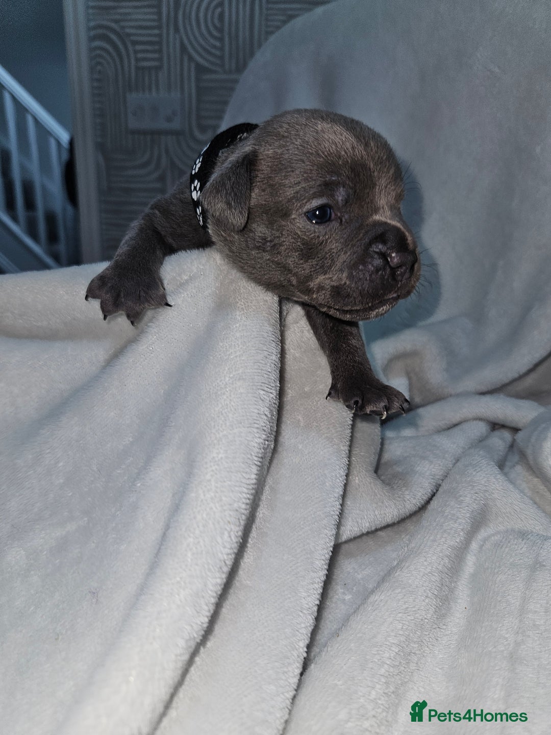 Staffordshire Bull Terrier dogs for sale: Beautiful chunky blues! - Advert 27