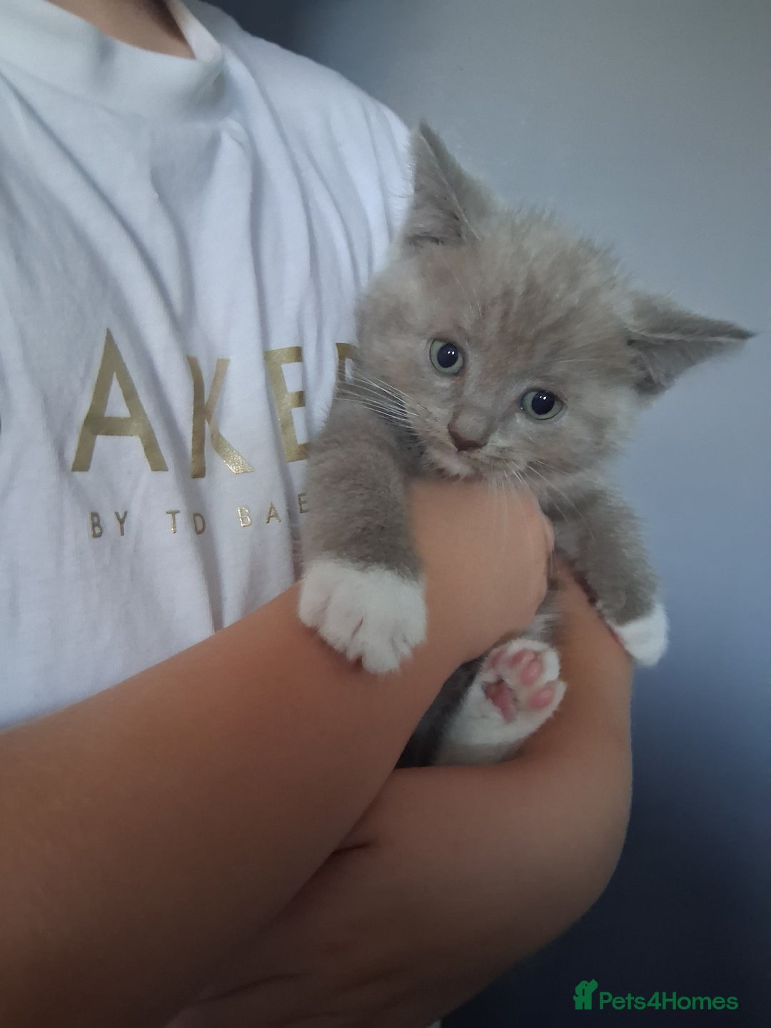 British Shorthair cats for sale: Adorable British short hair Kittens  - Image 2