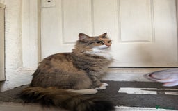 Mixed Breed cats for sale: Coco cat for sale - Image 2
