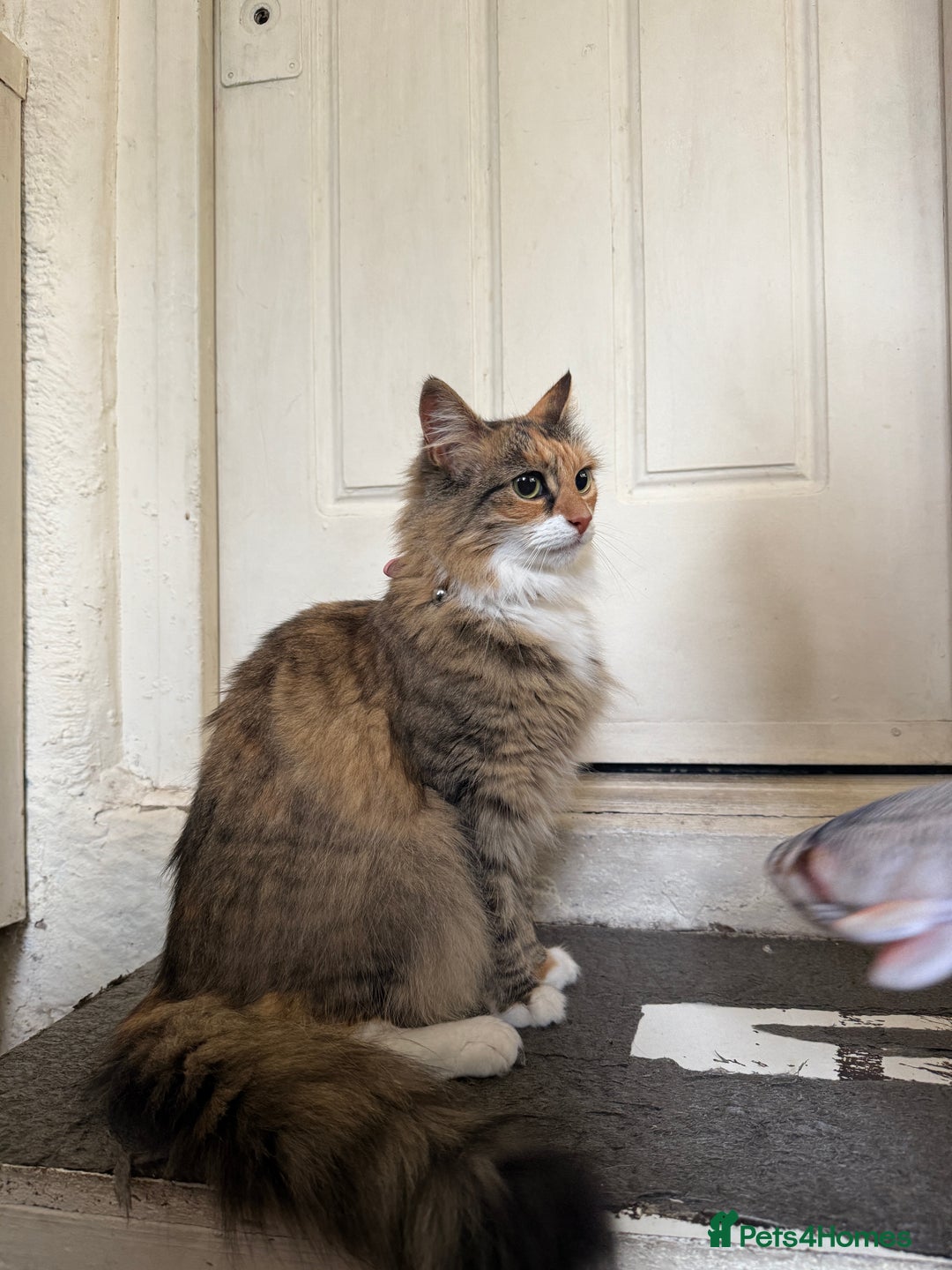Mixed Breed cats for sale: Coco cat for sale - Image 2