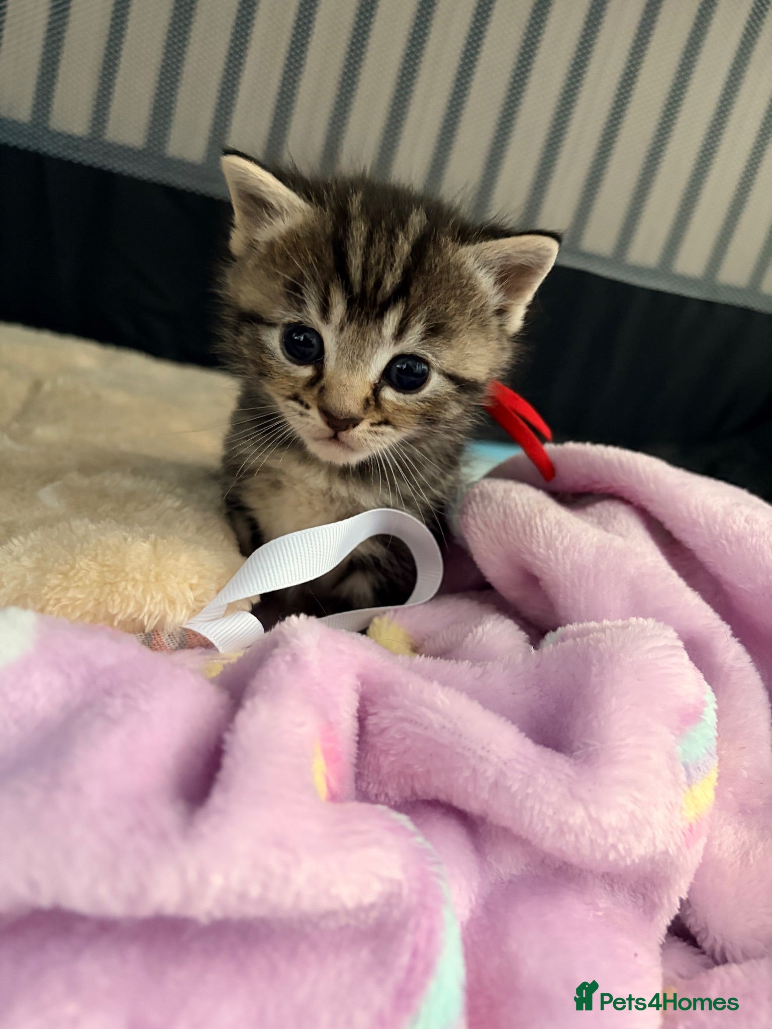 British Shorthair cats Bsh x ragdoll kittens - Advert 13