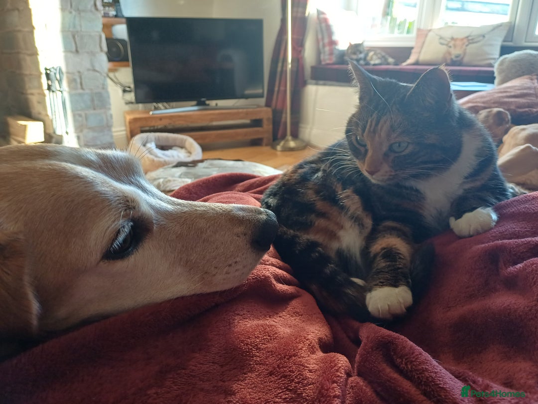 Mixed Breed cats for sale: 6 Lovely and Friendly Cats - Different colours - Advert 11