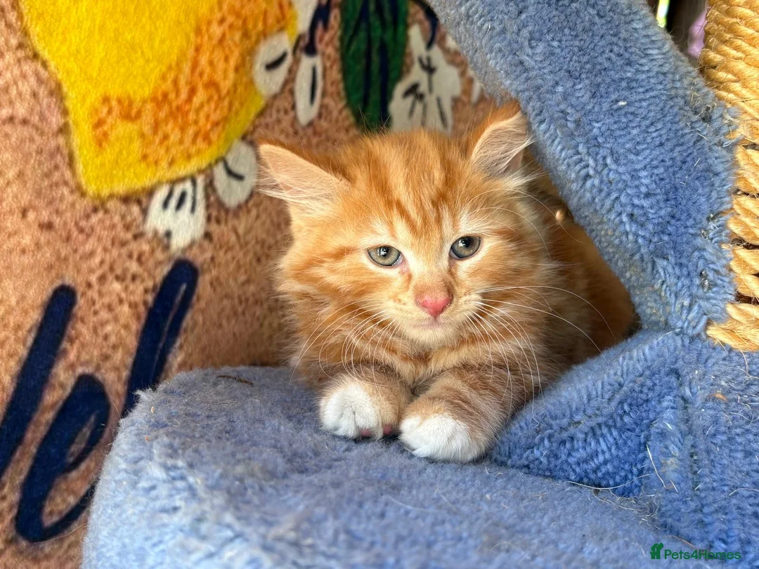 Mixed Breed cats for sale: Ginger and tortoise  kittens  - Advert 1