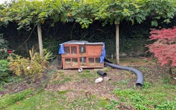 Guinea Pig rodents for sale: 3 wonderful boys looking for their forever home - Image 4