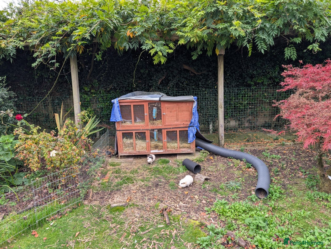 Guinea Pig rodents for sale: 3 wonderful boys looking for their forever home - Image 4