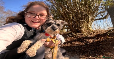 Miniature Schnauzer dogs - Advert 4