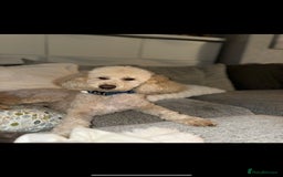 Toy Poodle dogs for sale: Toy poodles  - Advert 2