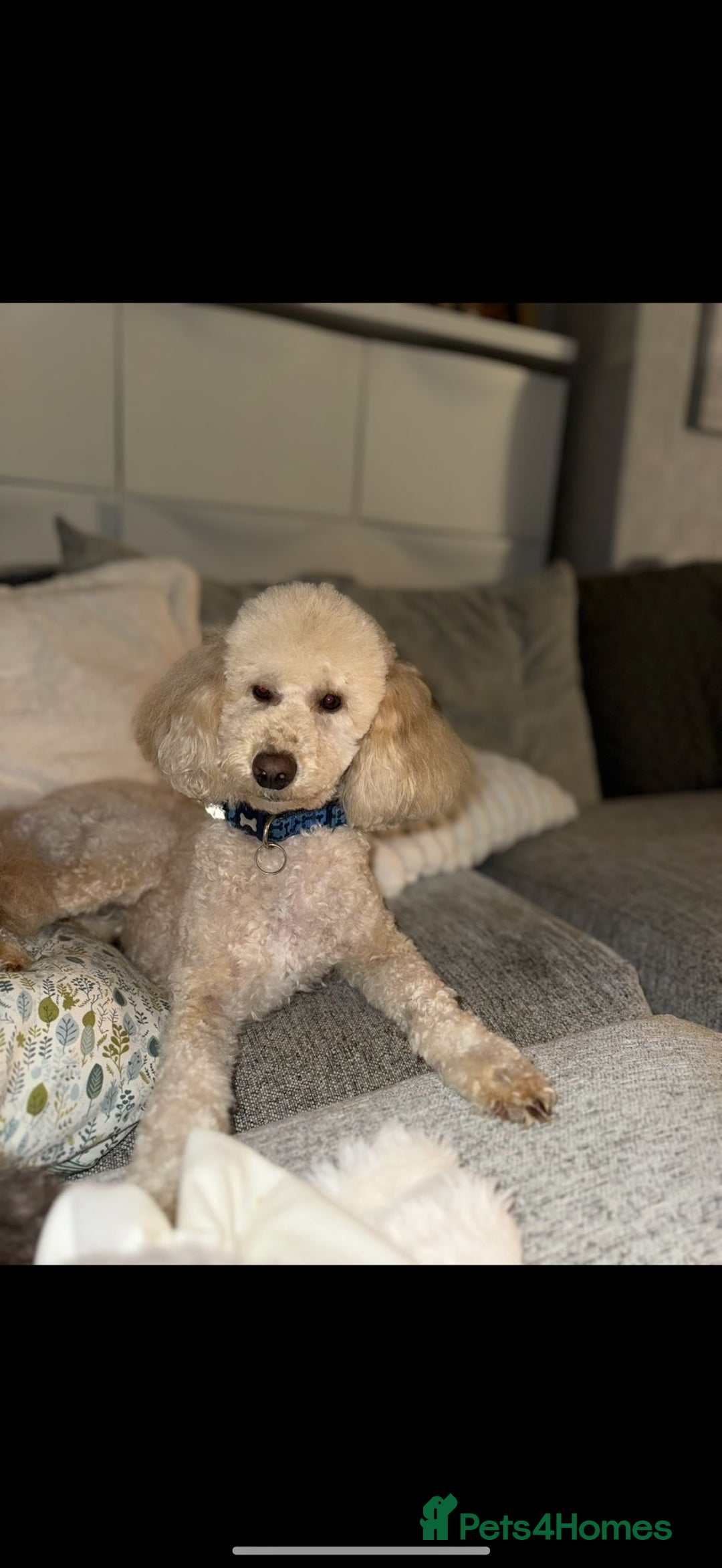 Toy Poodle dogs for sale: Toy poodles  - Advert 2