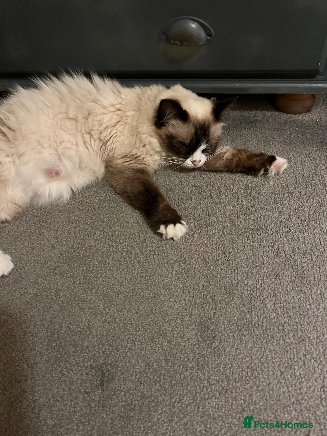 Ragdoll cats for sale: Ragdoll X Kittens  - Advert 1