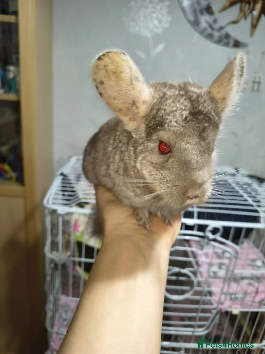 Chinchilla rodents for sale: 2 lovely chinchillas looking for a loving new home - Advert 8