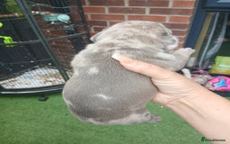 French Bulldog dogs for sale: Stocky frenchys 🏡😍 - Image 6