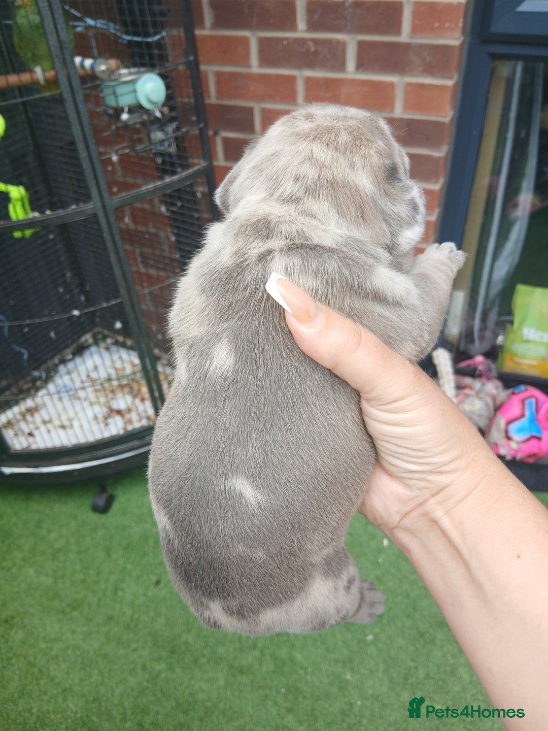 French Bulldog dogs for sale: Stocky frenchys 🏡😍 - Image 6