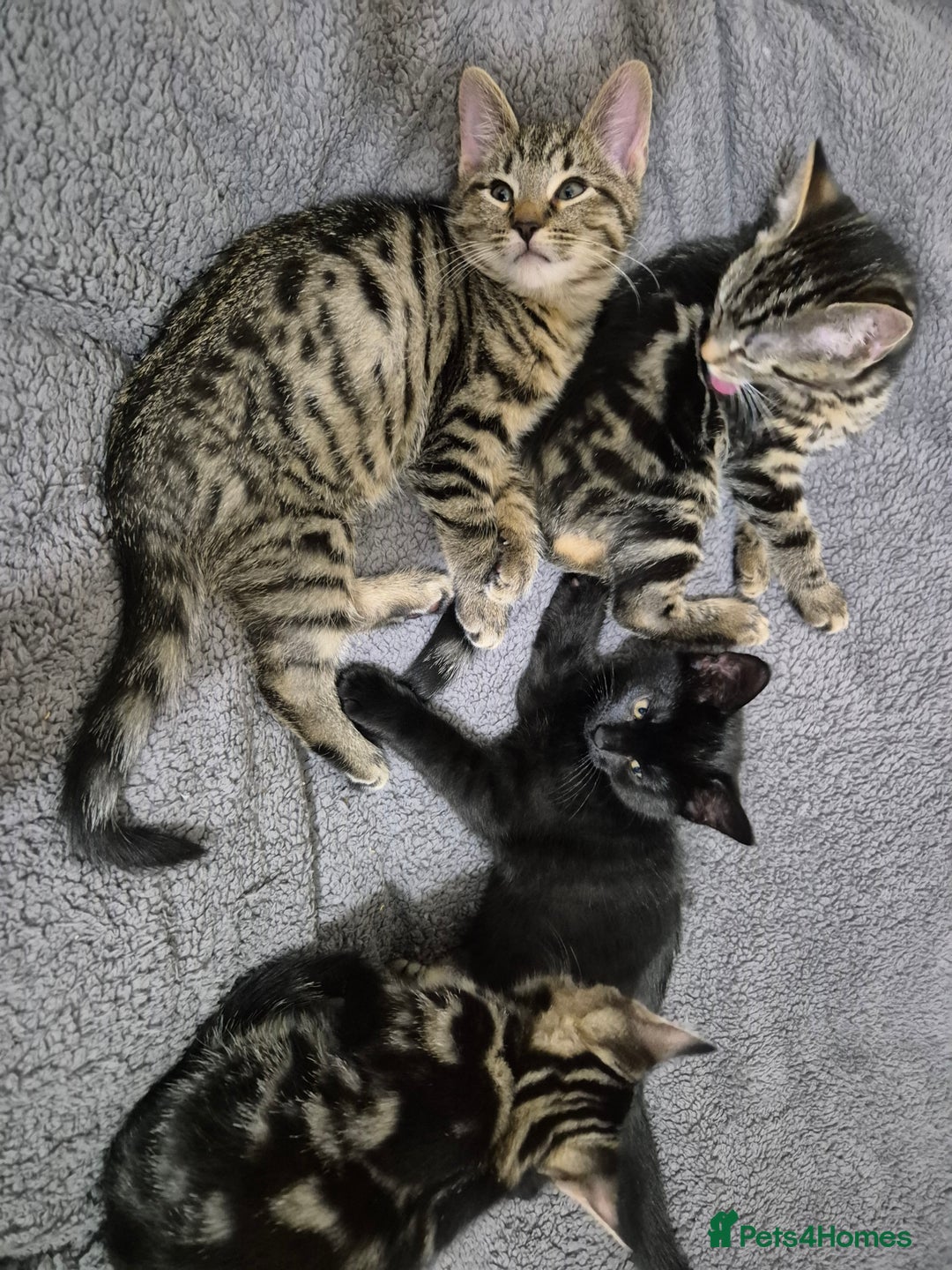 Mixed Breed cats for sale: 5 lovely affectionate kitten looking for home - Advert 11