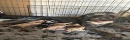Cockapoo dogs for sale: Beautiful Cockapoo Puppies  - Advert 4