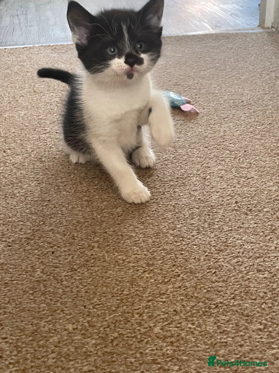 Mixed Breed cats for sale: 2 wonderful little male kittens - Advert 3
