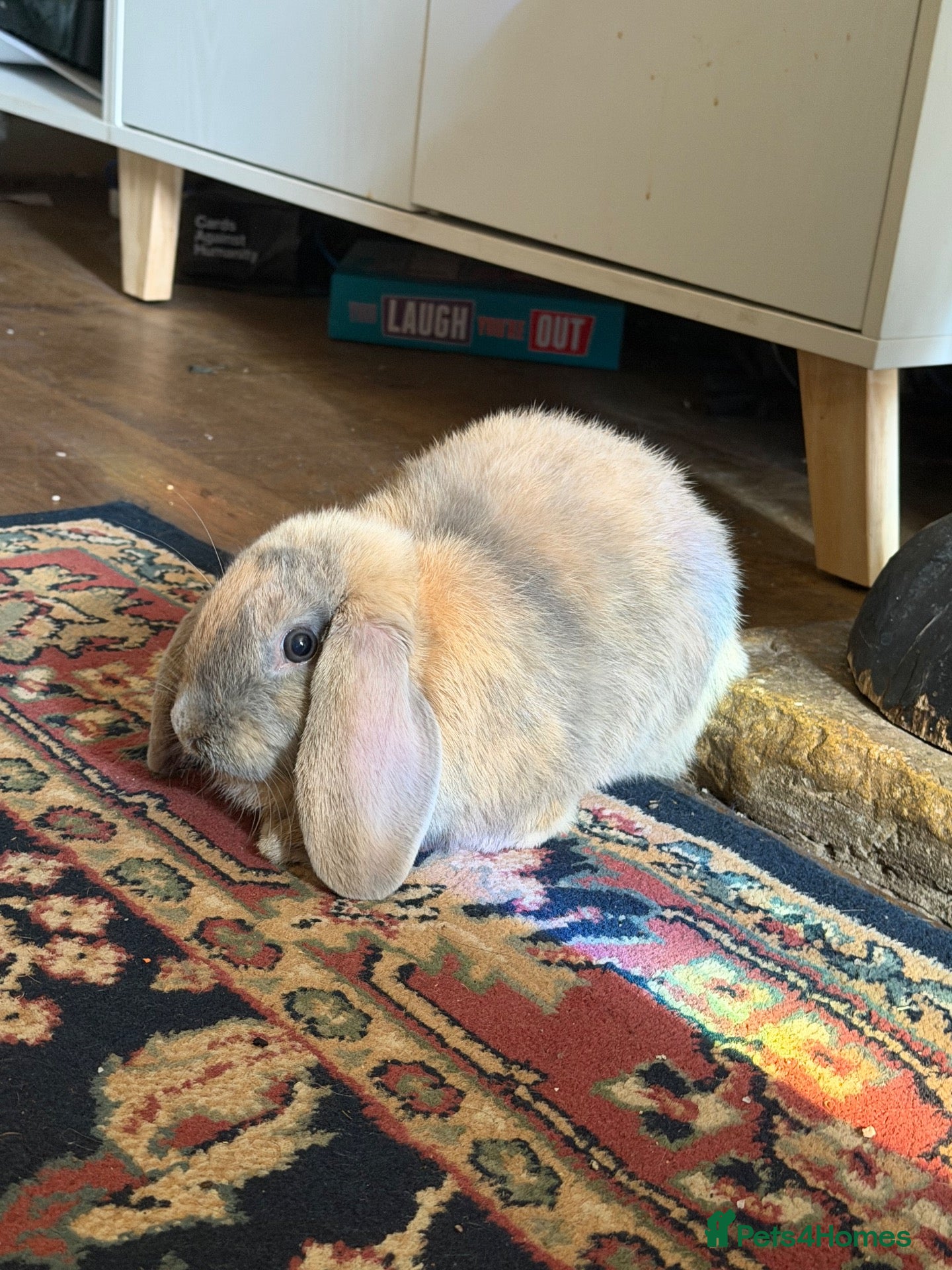 Mini Lop rabbits Bunny for sale - Advert 1