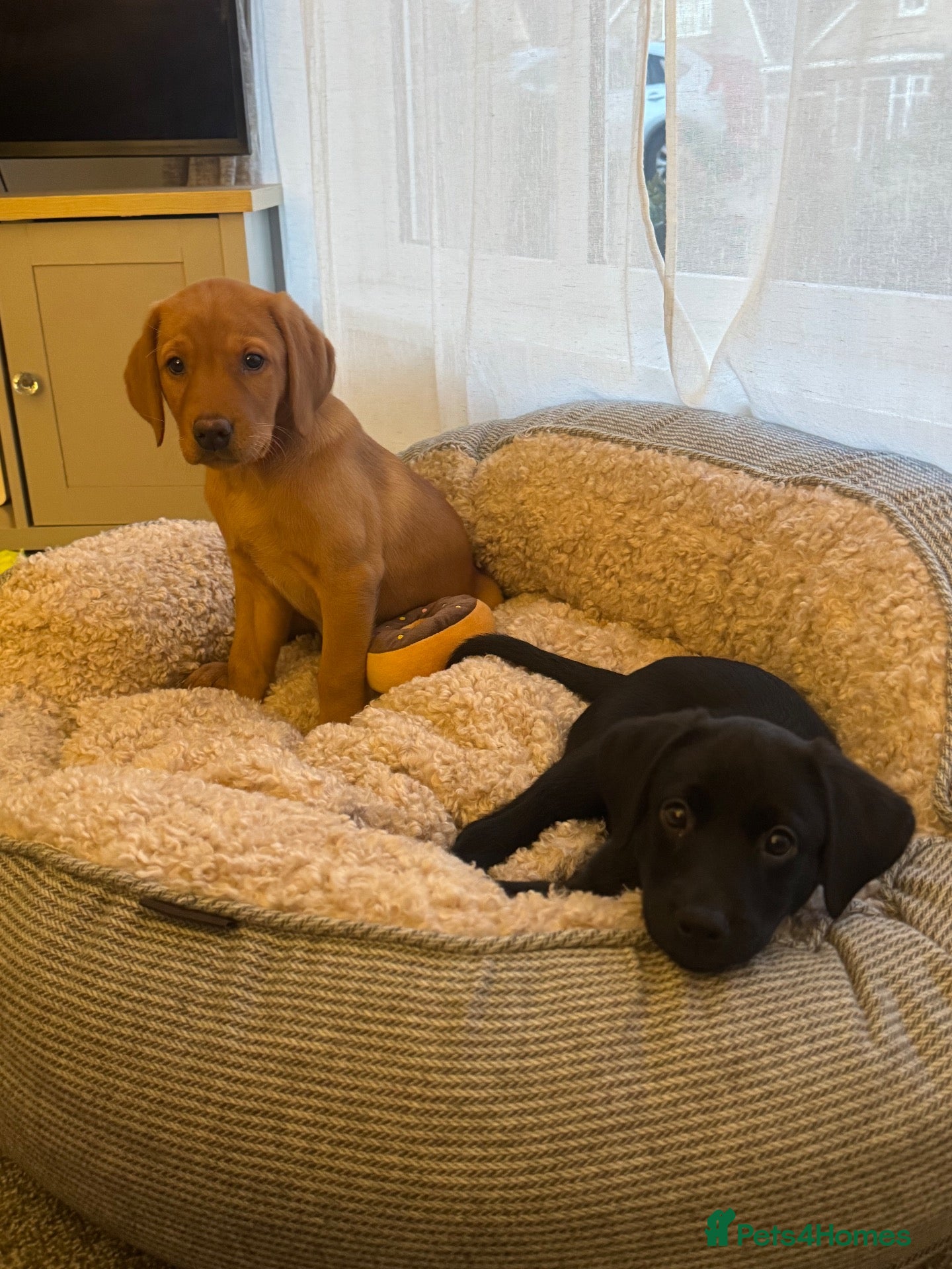 Labrador Retriever dogs for sale: Ready now!! 1 red girl, 1 black girl.  - Advert 17