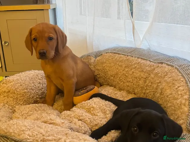 Labrador Retriever dogs for sale: Ready now!! 1 red girl, 1 black girl. - Advert 17