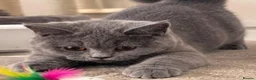 British Shorthair cats for sale: 💙 GCCF Registered Blue British Shorthair Boy 💙 in Burnley - Advert 4
